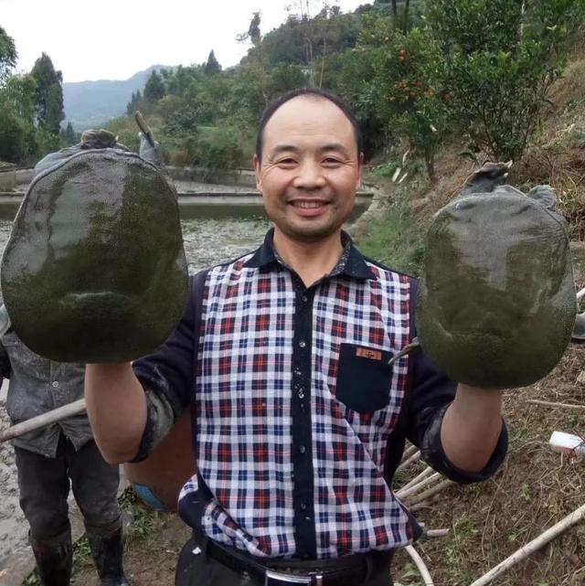 回农村养鳖年收入百万（未来养殖业什么最赚钱农村）-火花副业网